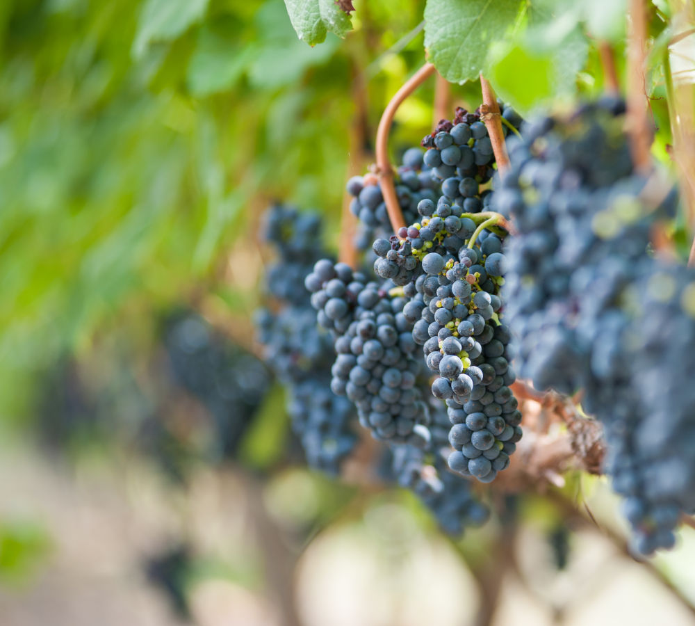 Vino 329 Marselan DOBLE ORO y GRAN ORO - CAJA x 6 botellas añada 2024 - Image 6